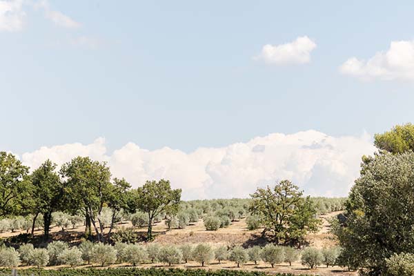 Paysage avec champ d'oliviers au Château de Sannes lieu de réception de mariage
