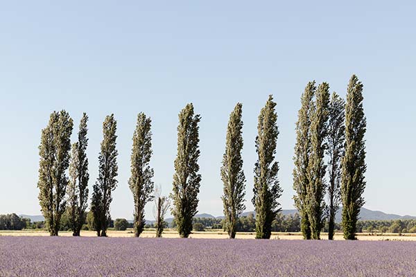 Paysage de lavande en Provence du Château des Barrenques