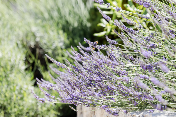 Photo de lavande jardin Château Spa Saint-Martin